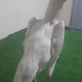 о шамо