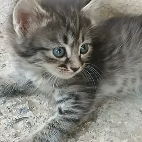 pişijekler