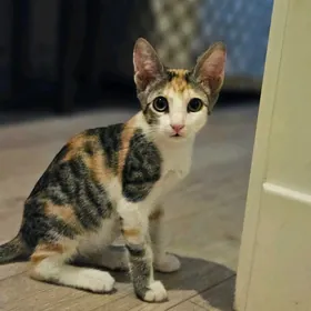Котенок трехцветка на счастье