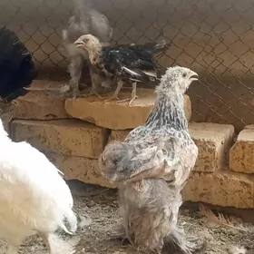 kurk arassa brama juyje