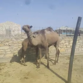 Köşekli düýe