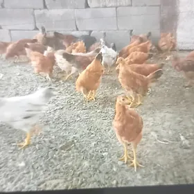 Жуйже