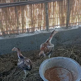 baysow jüje towuk