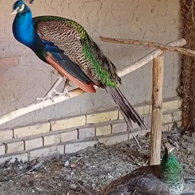 Tawuslar