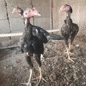Taşkent