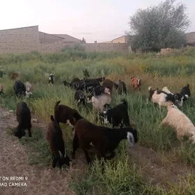 Geçiler ve goyunlar