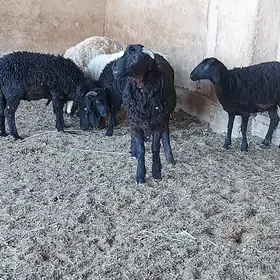 Tokly Garaköli