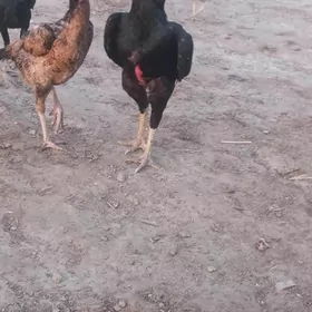 horaz