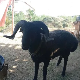 koçkar