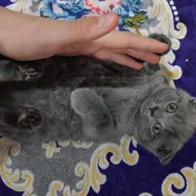 шотландский котик