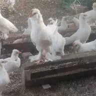 карлик жуйже
