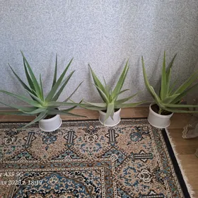 Aloe/Алоэ