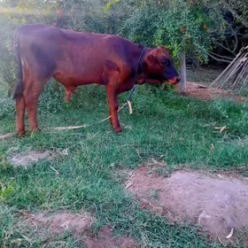 Gole okuz