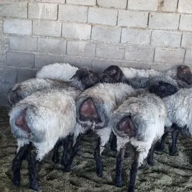 işşek goyunlar