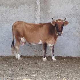 Göleli Sygyr