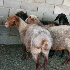 goýun