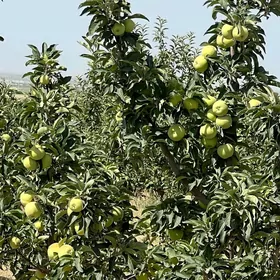 Bagçylyk170 gekda ýer satlyk