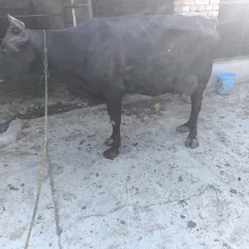 sygyr