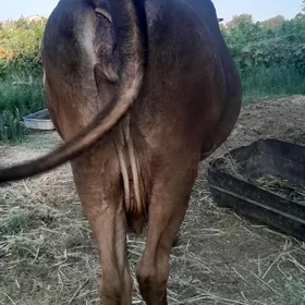 sygyr