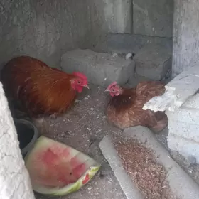 karlik kokanak