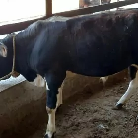 gõlegole
