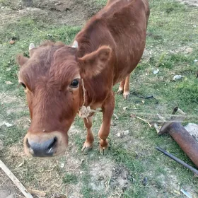 göle