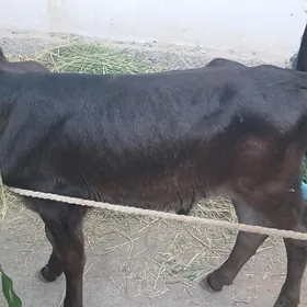 okuzce