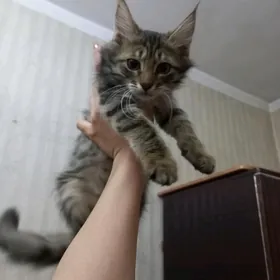котёнок мальчик