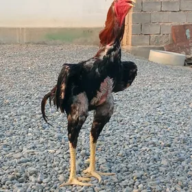 horaz