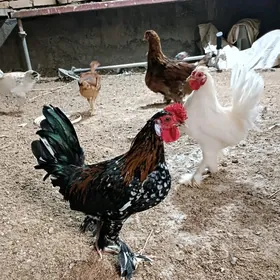 yaponcik