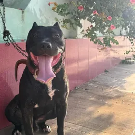 Pitbul