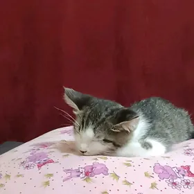 Pişijek