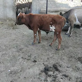 öküzje