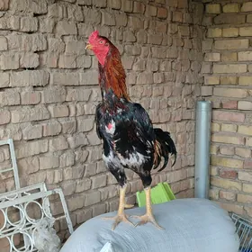 horaz