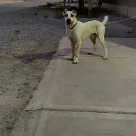alabay köpek