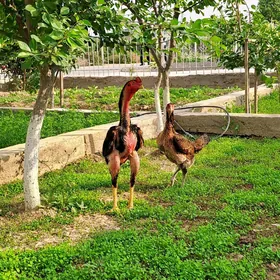 Taşkent Jüỳje 3 aỳlyk