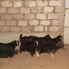 Çewiş