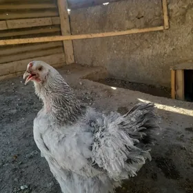 Brama towuk