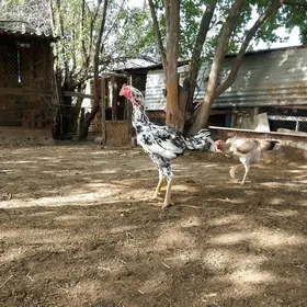 taşget