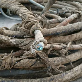 sarymly mis  kabel yere gomlya