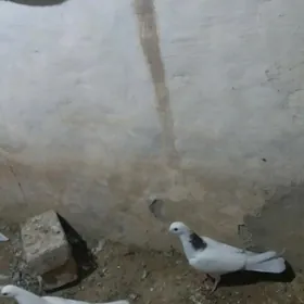 kepderi