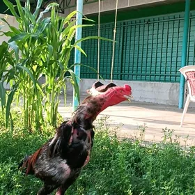 Baýsow Taşkent