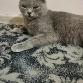 вислоуха кот