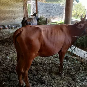 İnek Saglyk