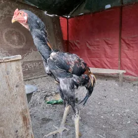 taşgent