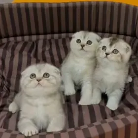 шотландские вислоухие котята