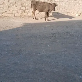 Sygyr tanaly