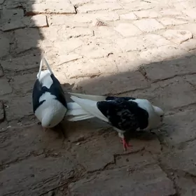 kepter