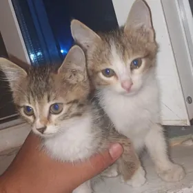 2 sany pişik cagasy