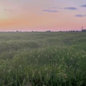 Тары